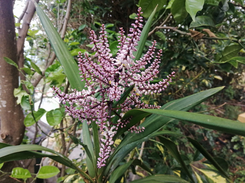 Cordyline stricta