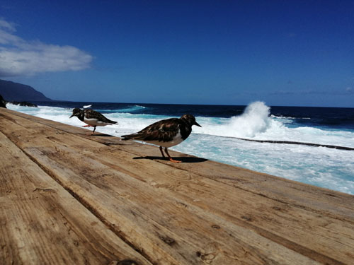 El Hierro La Maceta