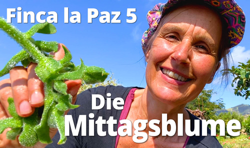 Finca La Paz 5 Die Mittagsblume