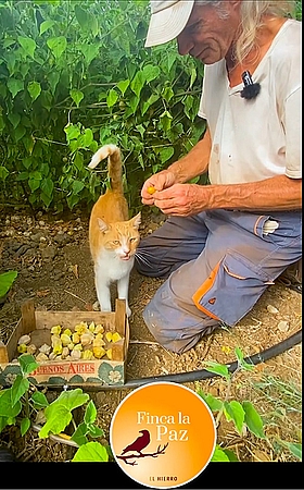 Finca La Paz Physalis