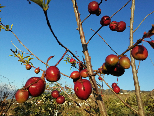 Nektarinen Finca La Paz