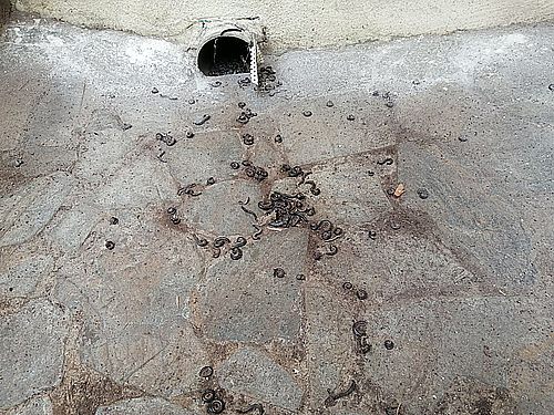 Was tun gegen die Bichos Negros? Berichte von der Insel …
