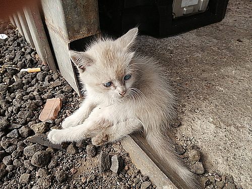 Eine Katzenkastrationskampagne für fast 180.000 €