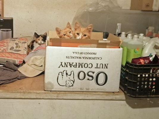 Katzenblog?