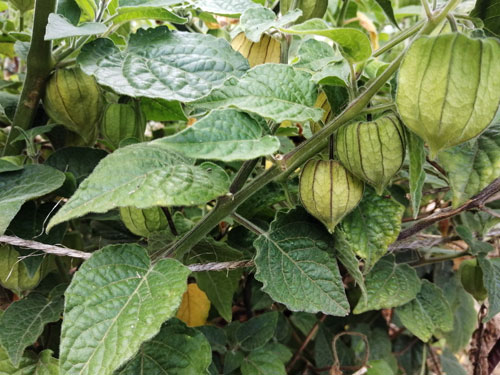 Physalis reif Physalis reif