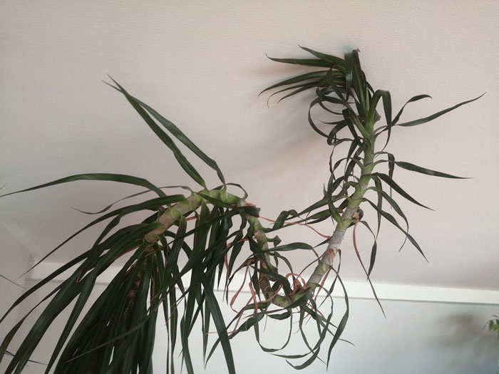 Meine Lehrerin, die Yucca-Palme
